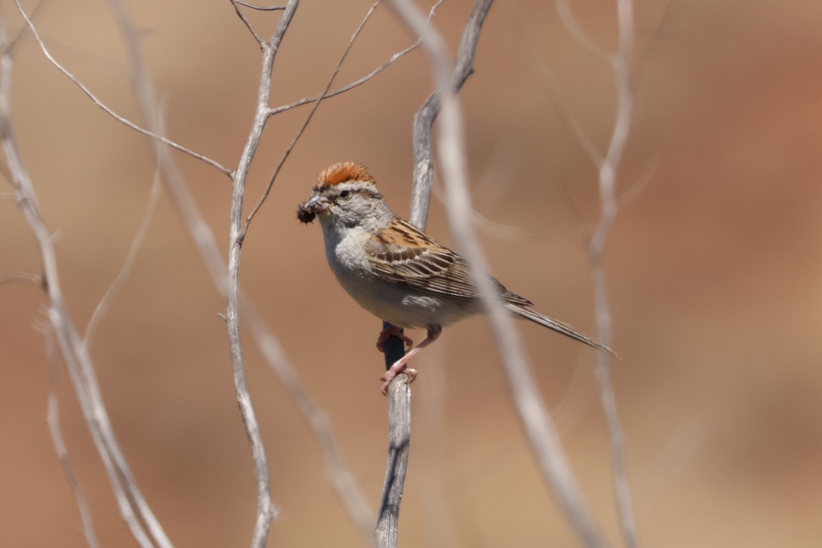 Chipping Sparrow - ML620650910