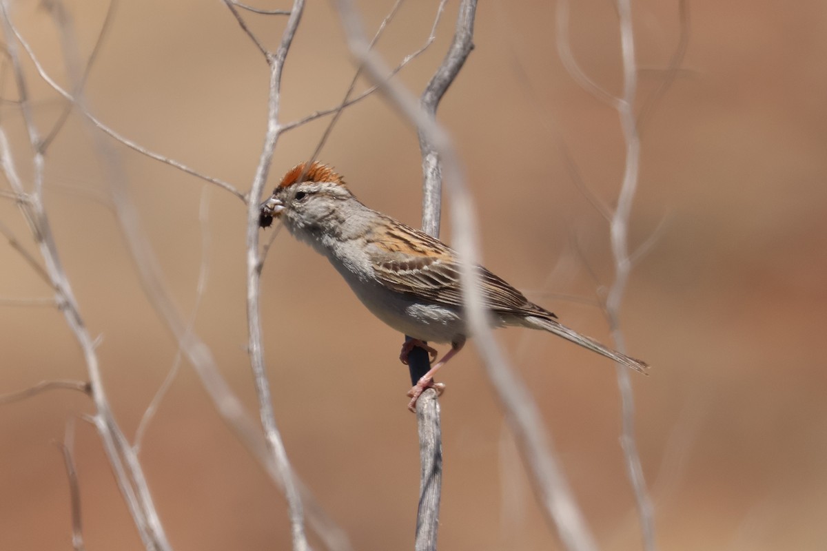 Chipping Sparrow - ML620650911