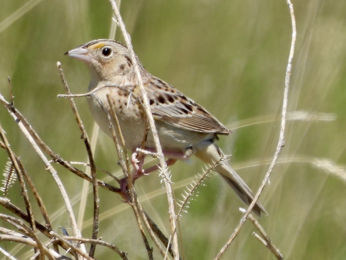 Grasshopper Sparrow - ML620650915