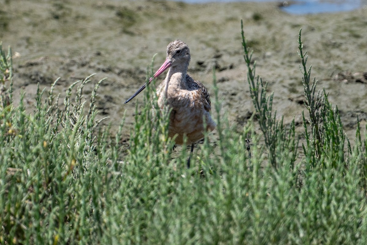 Marbled Godwit - ML620650916