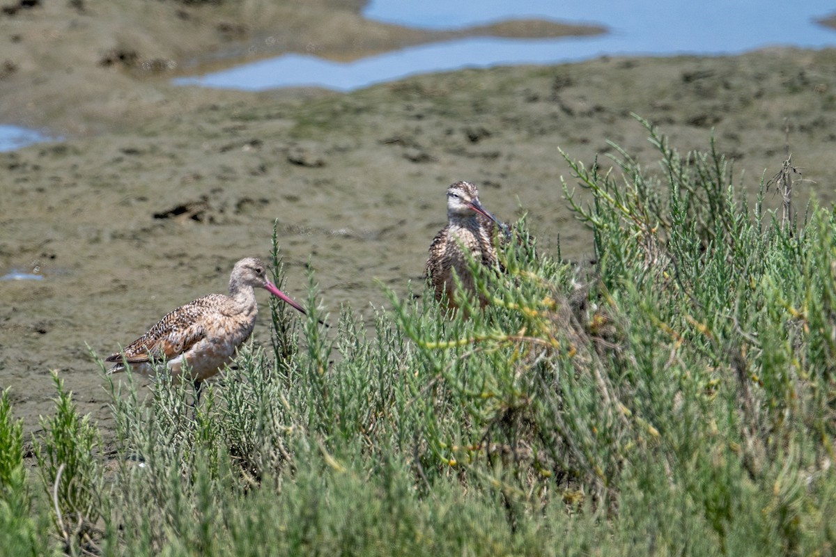 Marbled Godwit - ML620650918