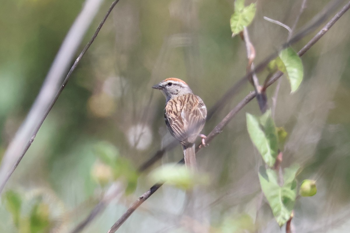 Chipping Sparrow - ML620650919