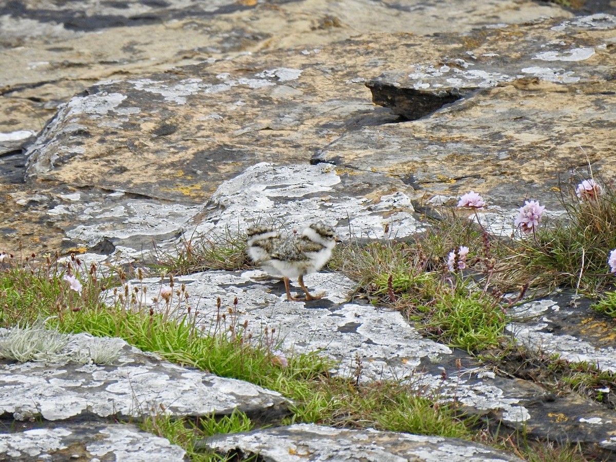 Common Ringed Plover - ML620650920