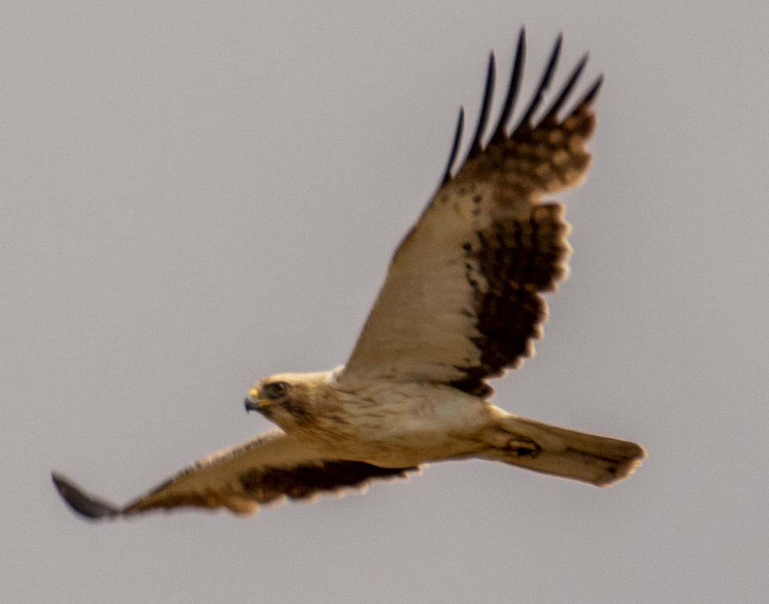 Águila Calzada - ML620650921