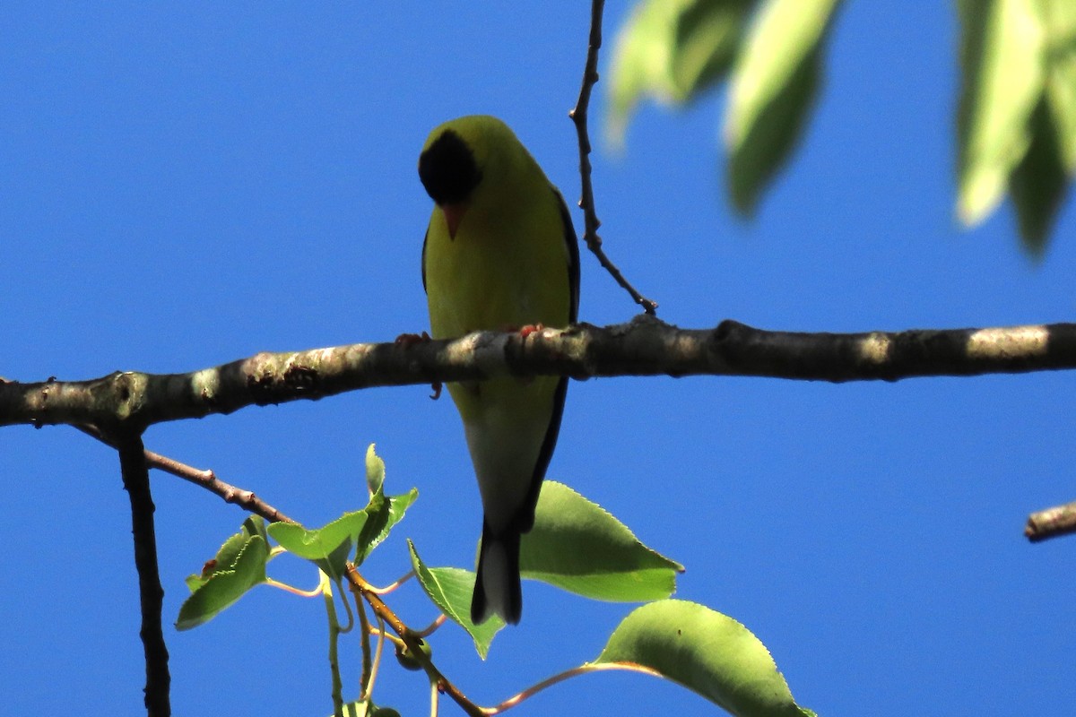 American Goldfinch - ML620650922