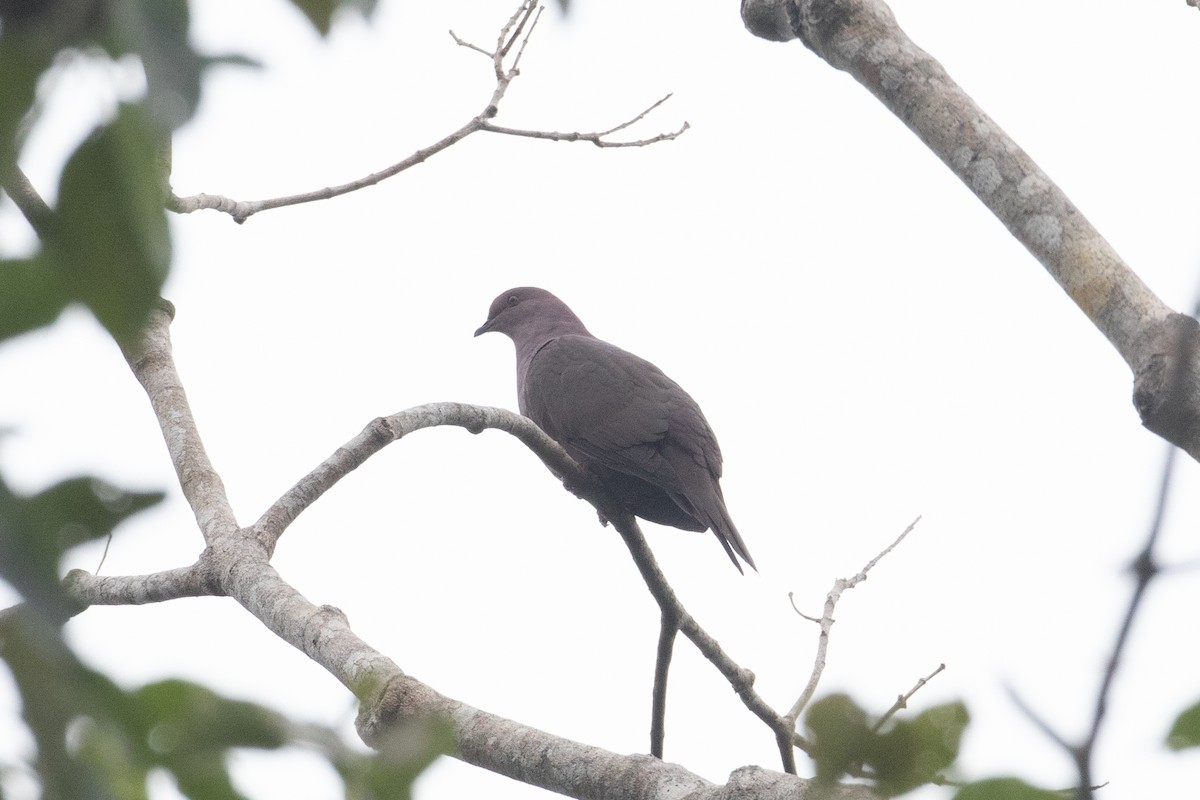 Pigeon vineux - ML620650926