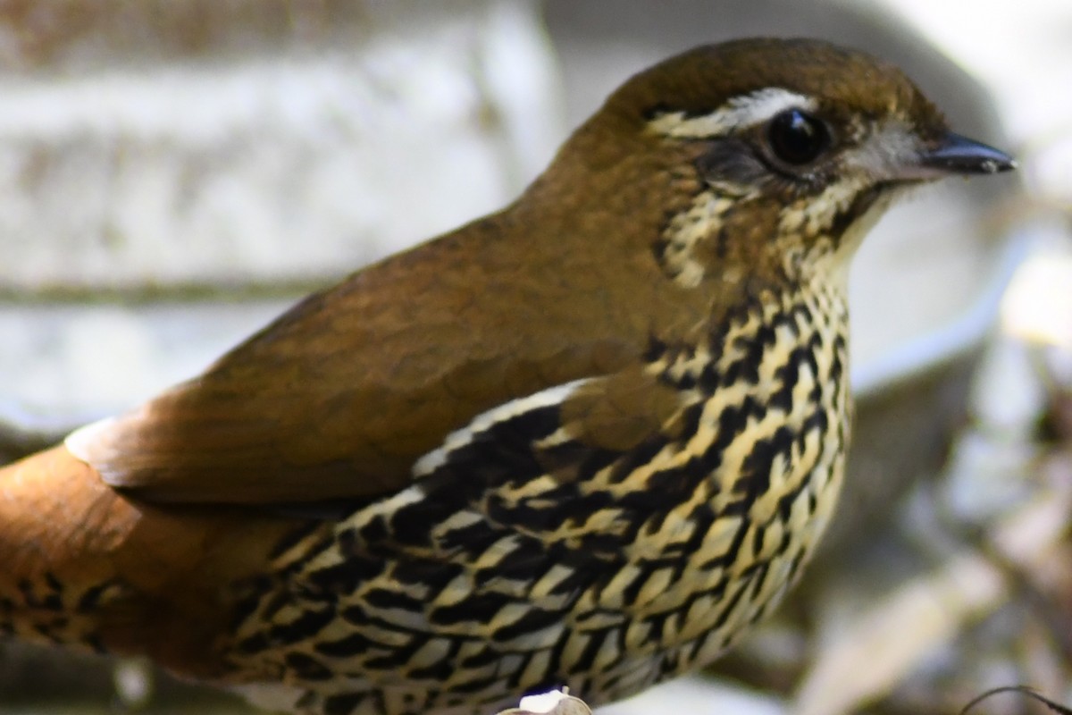 Rufous-tailed Antthrush - ML620650929