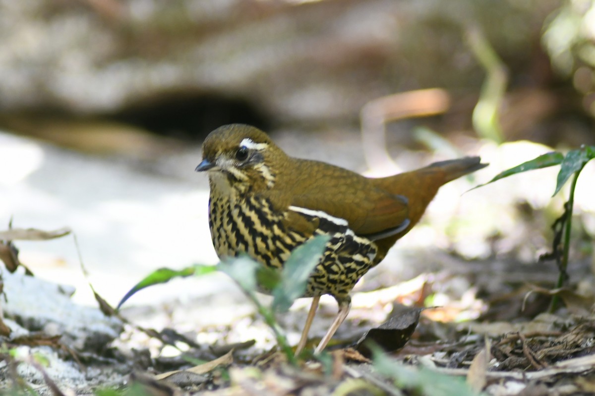 Rufous-tailed Antthrush - ML620650930