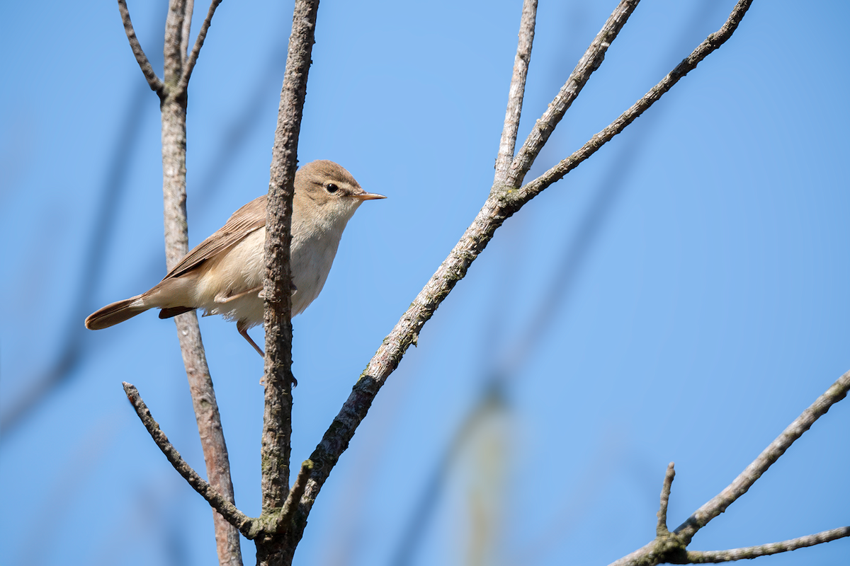 Booted Warbler - ML620650931