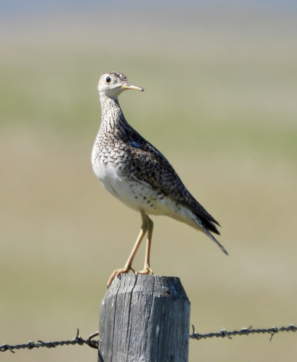 Upland Sandpiper - ML620650932