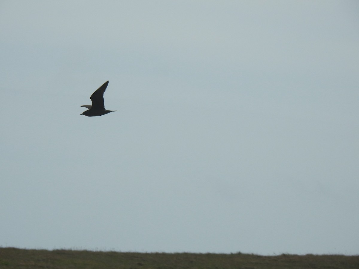 Parasitic Jaeger - ML620650936