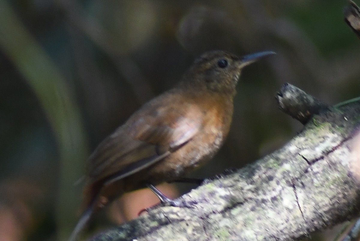 Rufous-breasted Leaftosser (Rufous-breasted) - ML620650937