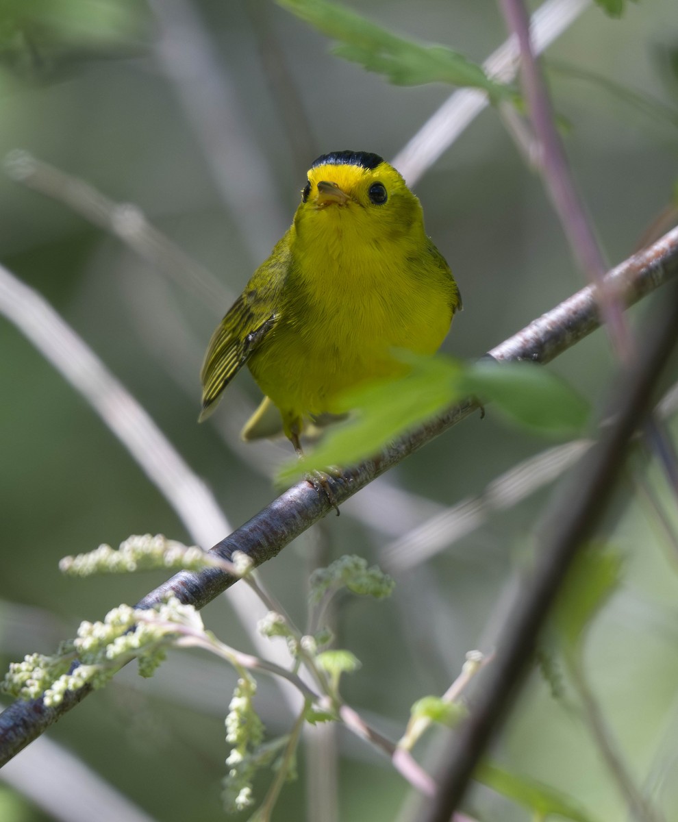 Wilson's Warbler - ML620650939