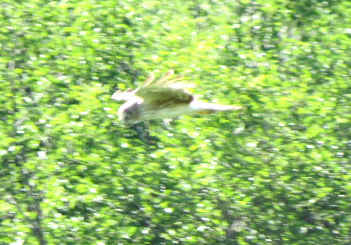 Northern Harrier - ML620650940