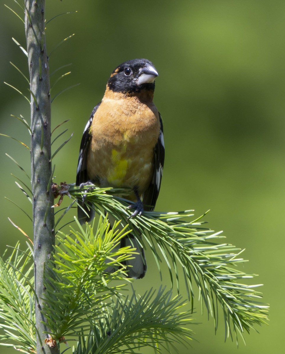 Black-headed Grosbeak - ML620650941