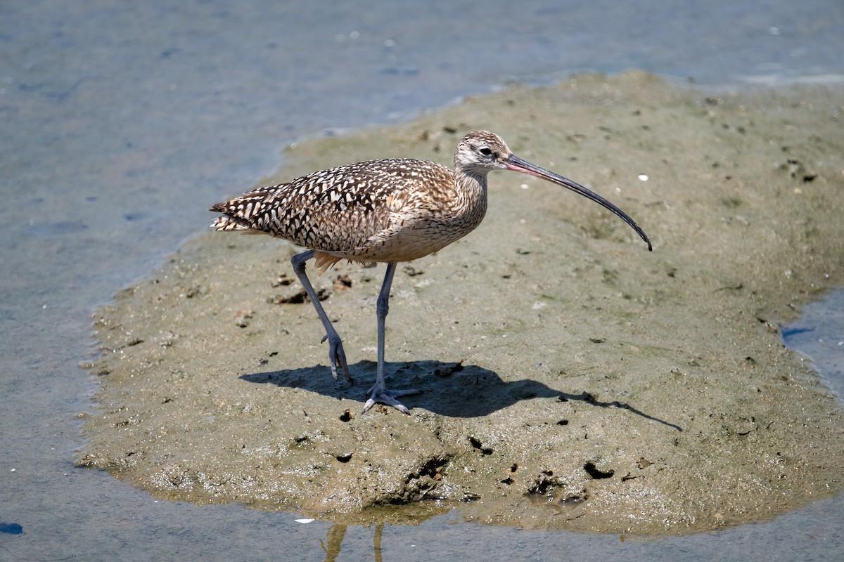 Long-billed Curlew - ML620650942