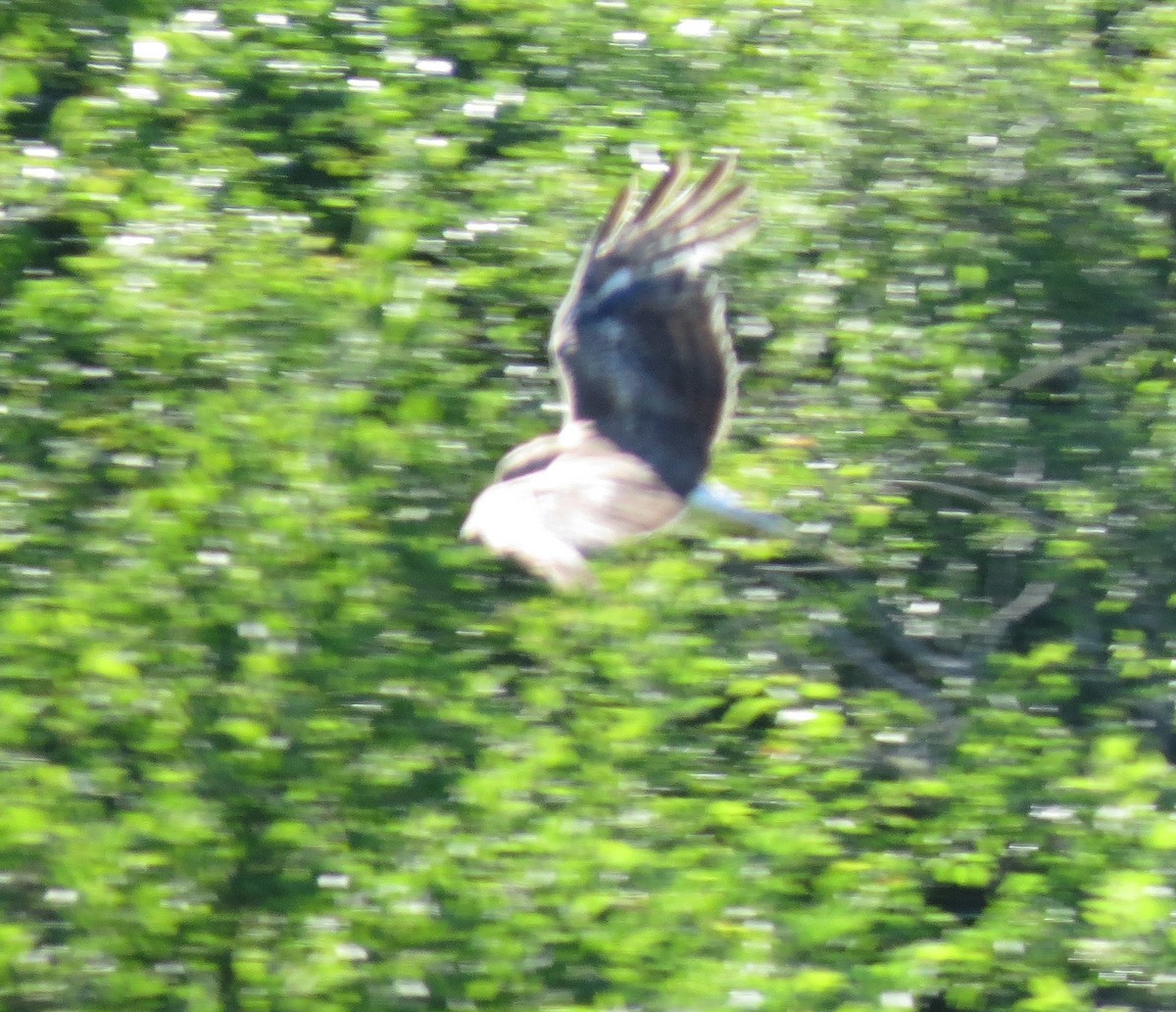 Northern Harrier - ML620650943