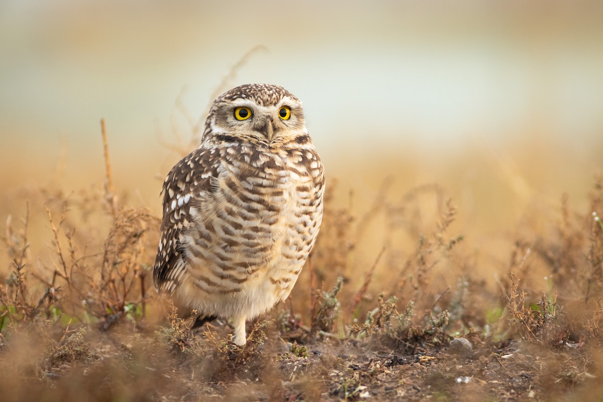 Burrowing Owl (Southern) - ML620650949