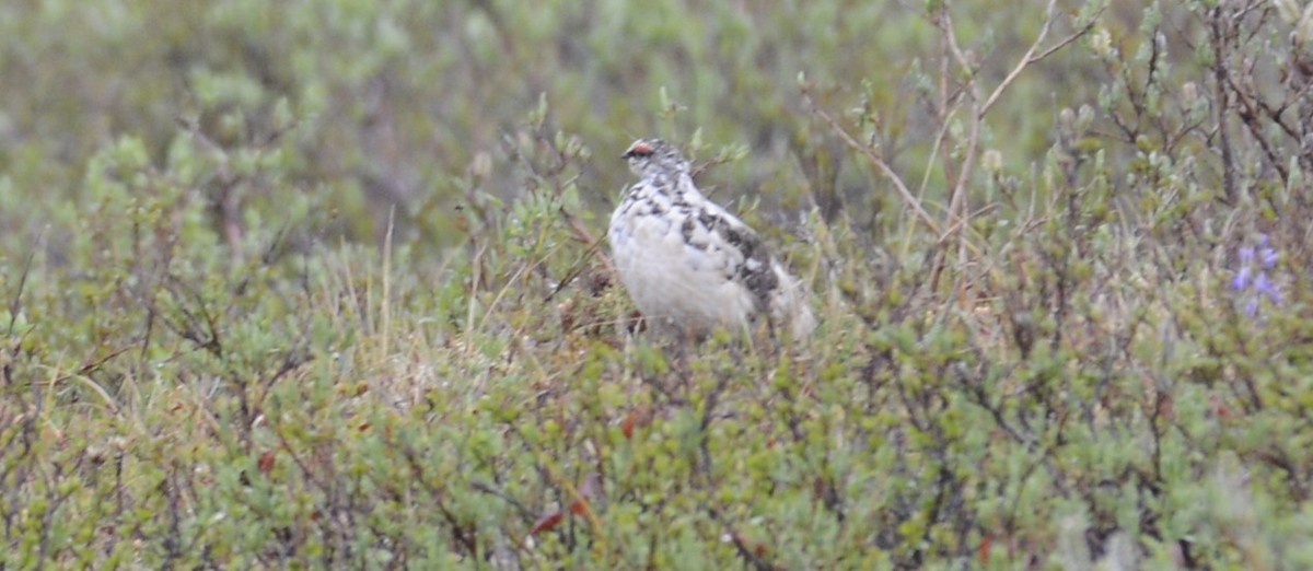 Alpenschneehuhn - ML620650967