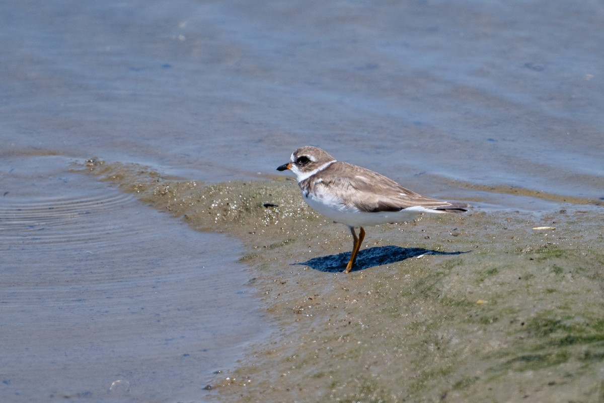 Semipalmated Plover - ML620650969