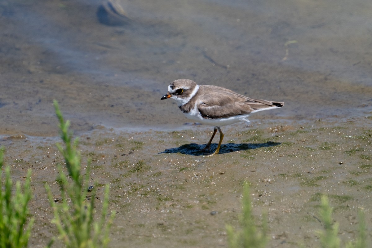 Semipalmated Plover - ML620650970