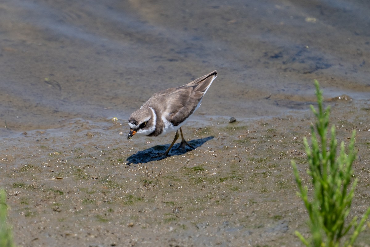 Semipalmated Plover - ML620650971