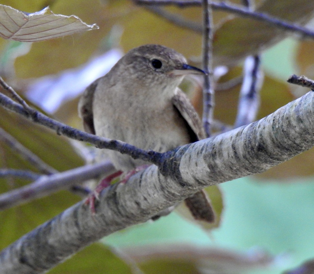 House Wren - ML620650974