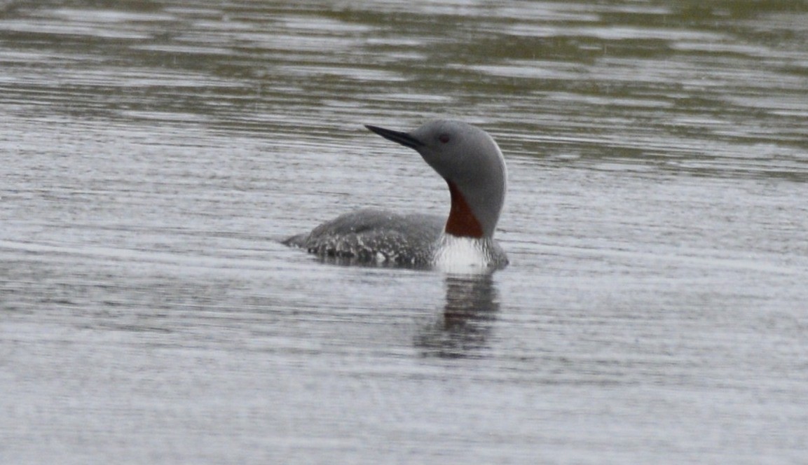 Red-throated Loon - ML620650976