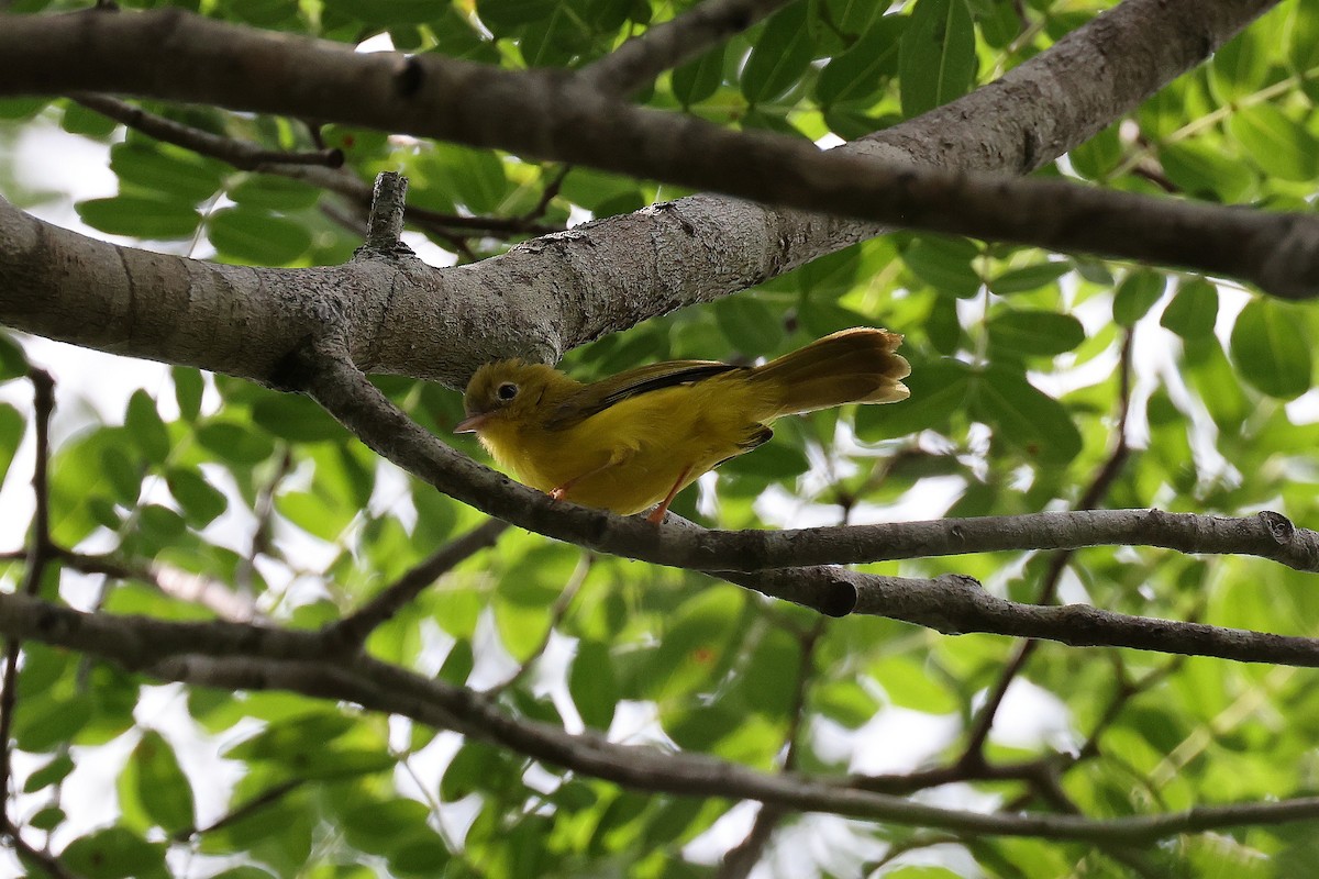 Yellow Flycatcher - Hubert Stelmach