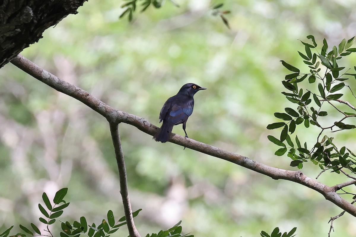 Black-bellied Starling - ML620650978