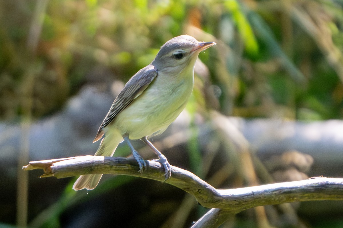 Warbling Vireo - ML620650979