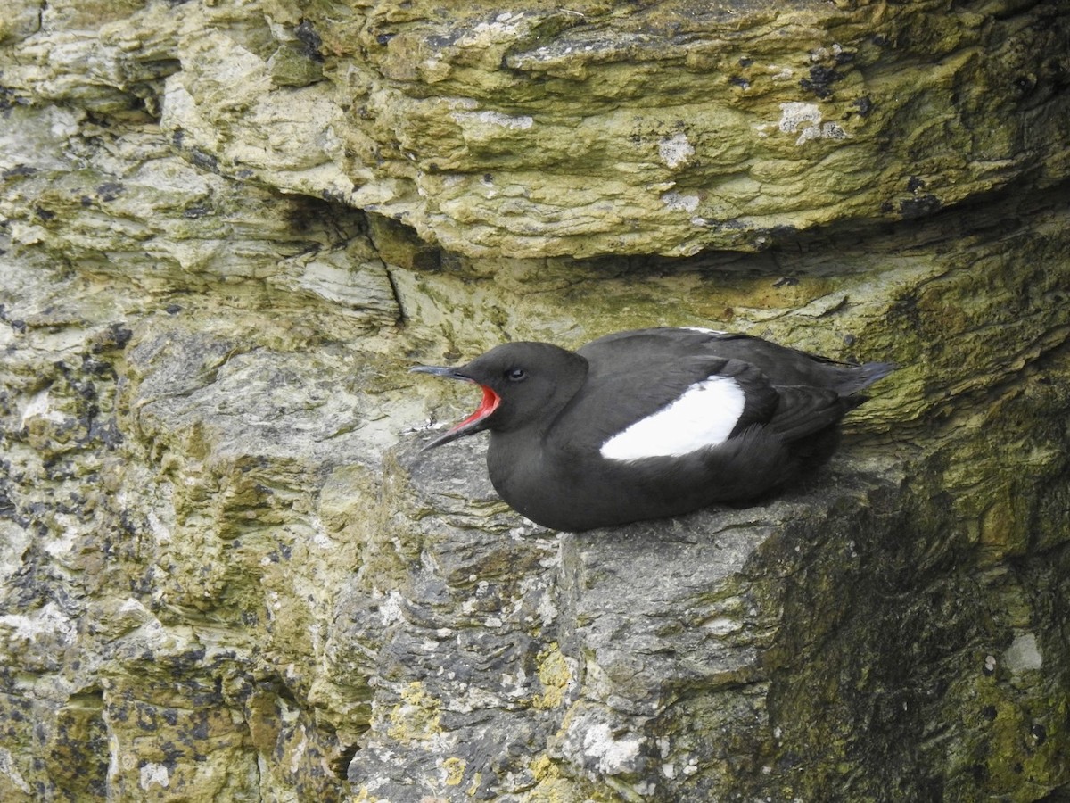 Black Guillemot - ML620650985