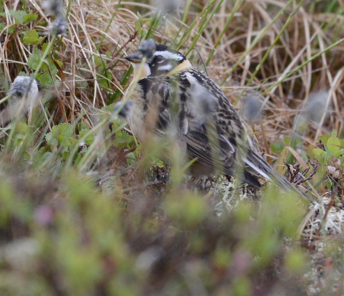 Smith's Longspur - ML620650993