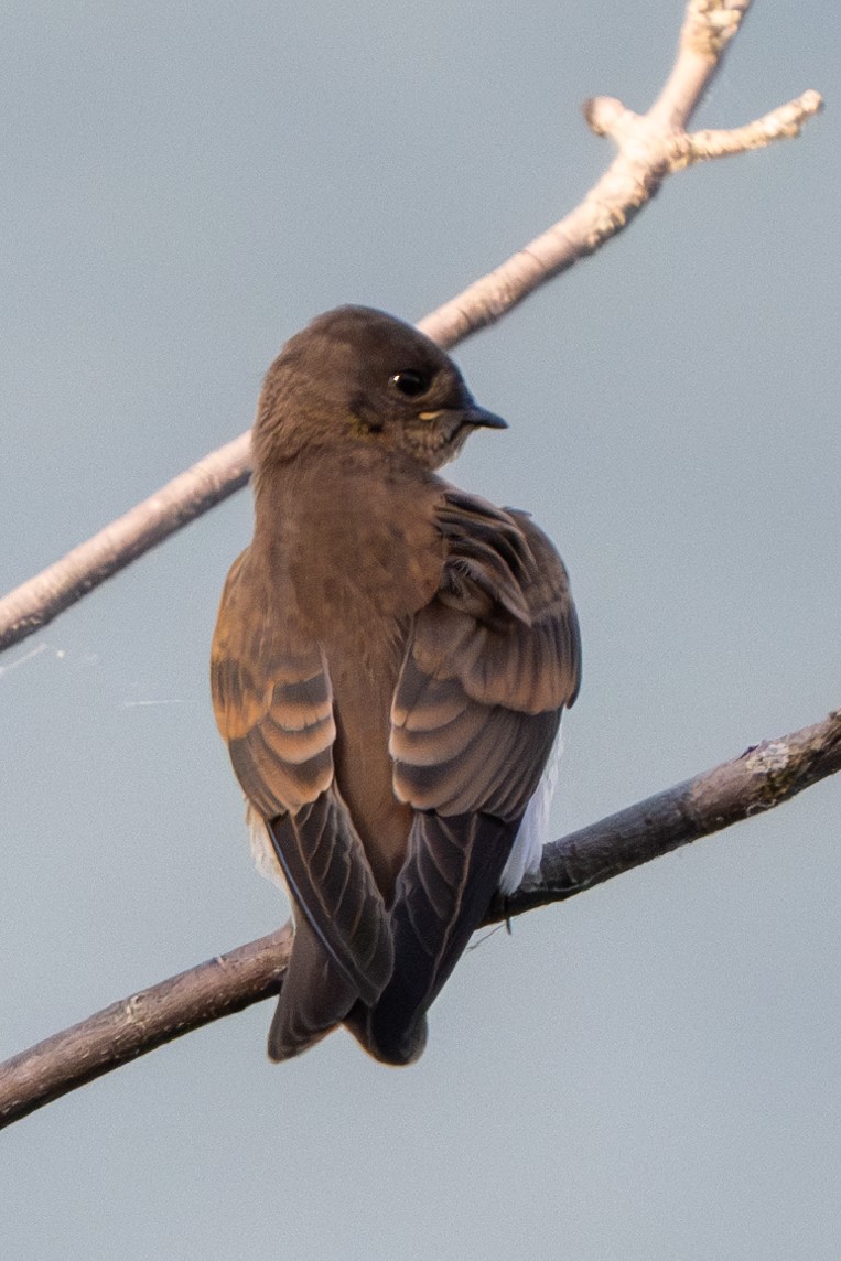 Northern Rough-winged Swallow - ML620650996
