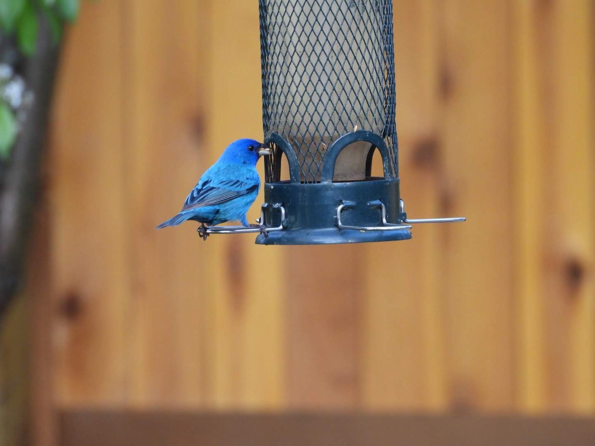 Indigo Bunting - ML620651000