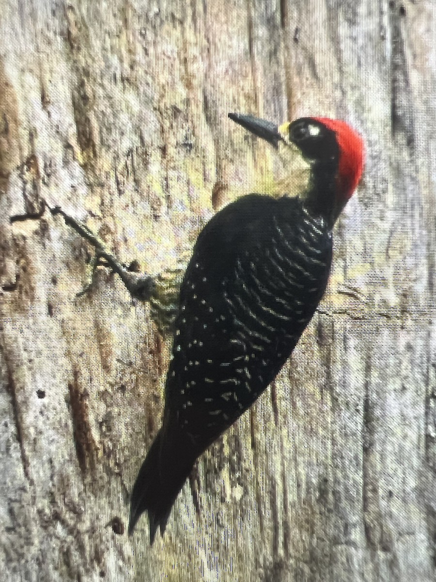 Black-cheeked Woodpecker - ML620651002
