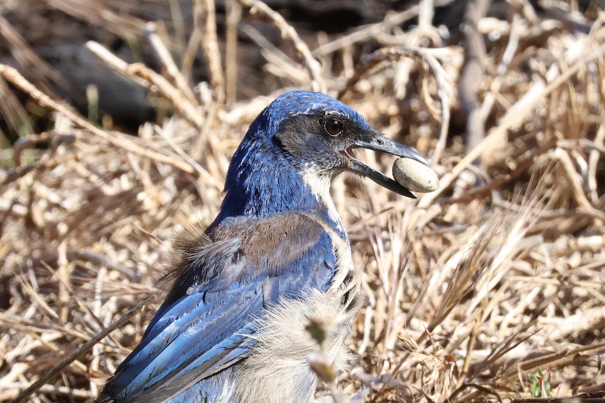 Island Scrub-Jay - ML620651005