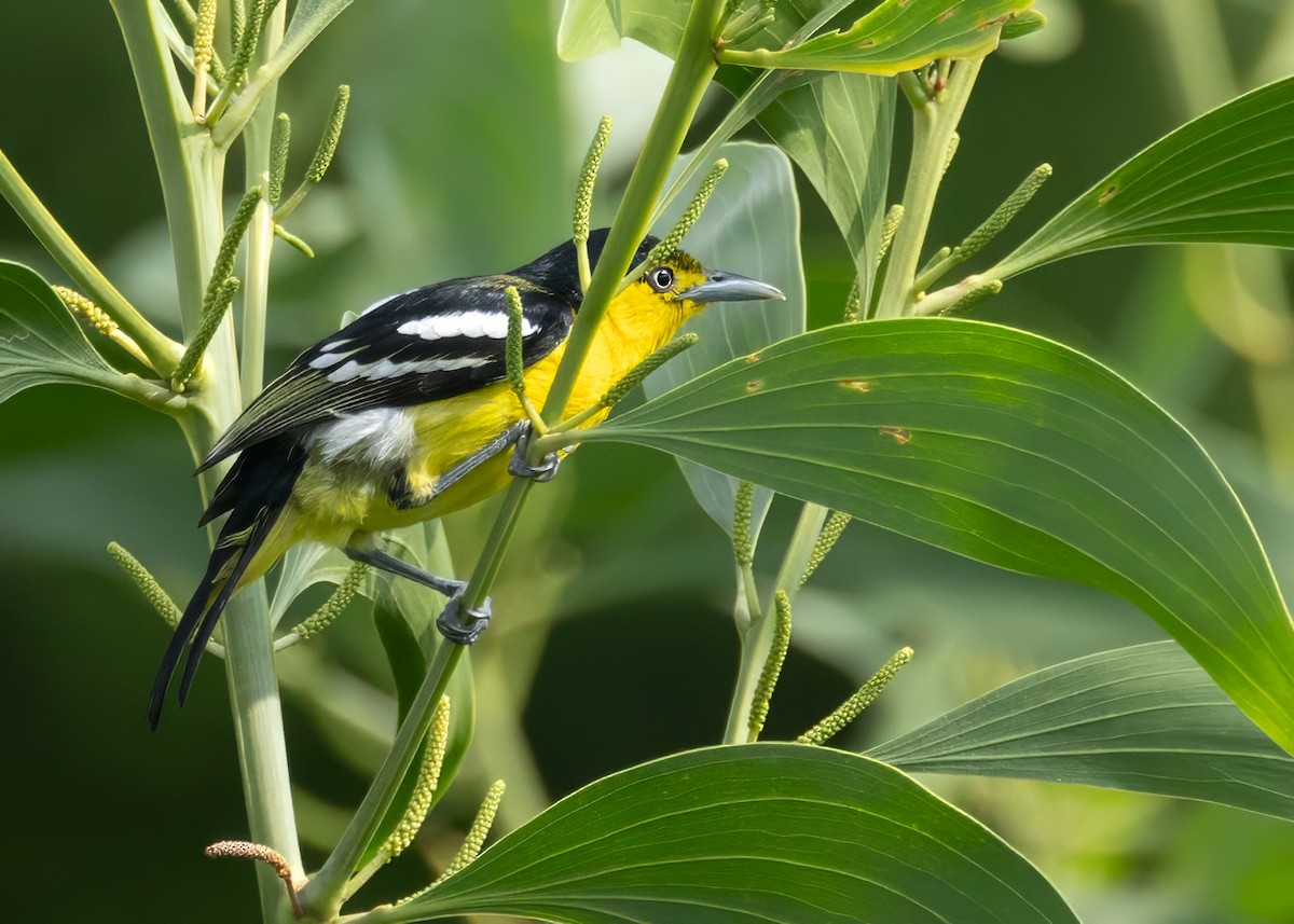 Common Iora - ML620651006