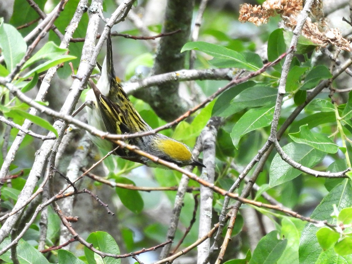 Chestnut-sided Warbler - ML620651008