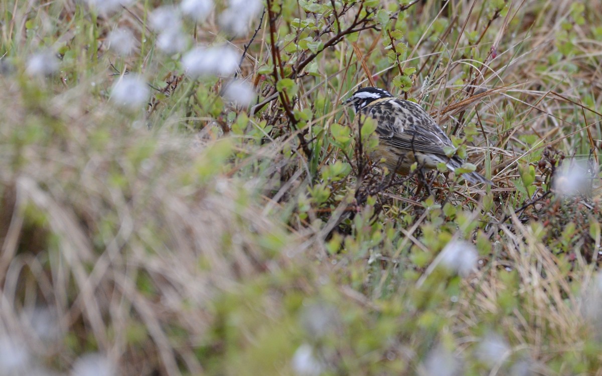 Smith's Longspur - ML620651012