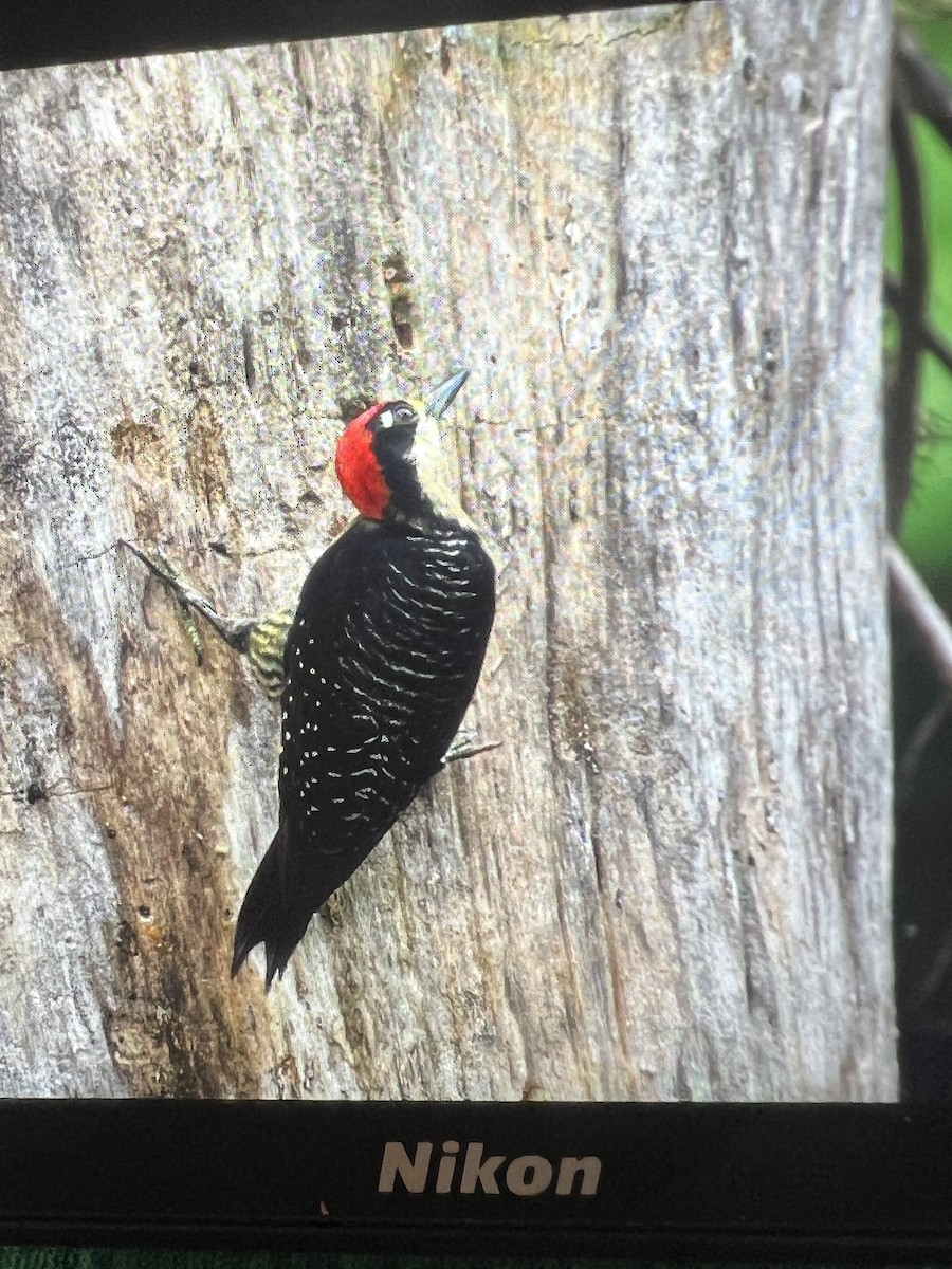 Black-cheeked Woodpecker - ML620651022