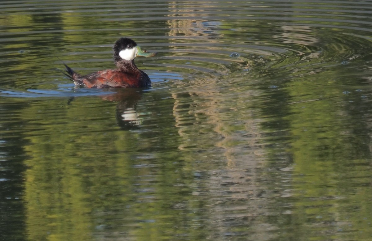 Ruddy Duck - ML620651028