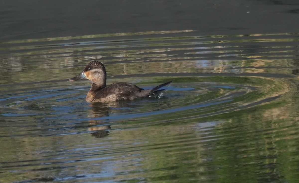 Ruddy Duck - ML620651031