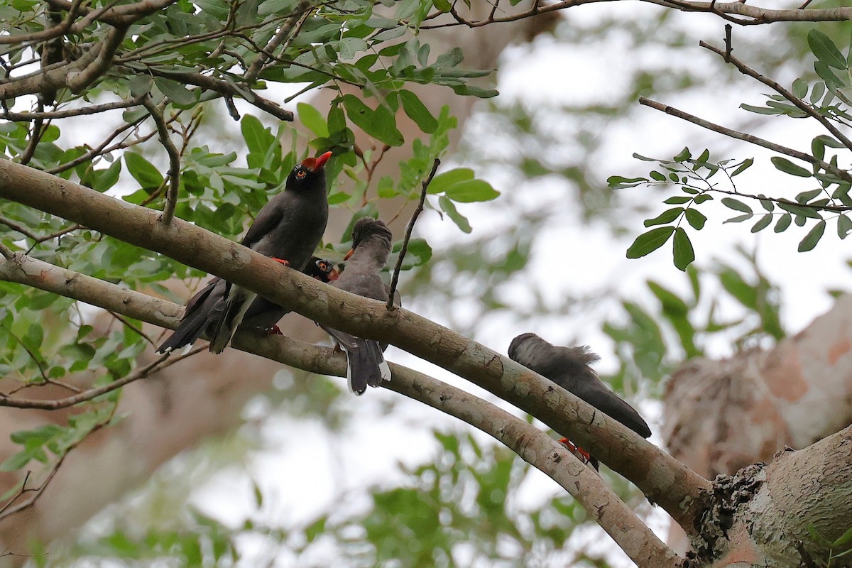 Chestnut-fronted Helmetshrike - ML620651032