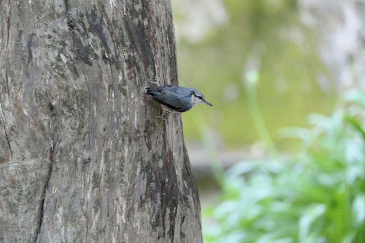 Eurasian Nuthatch - ML620651040