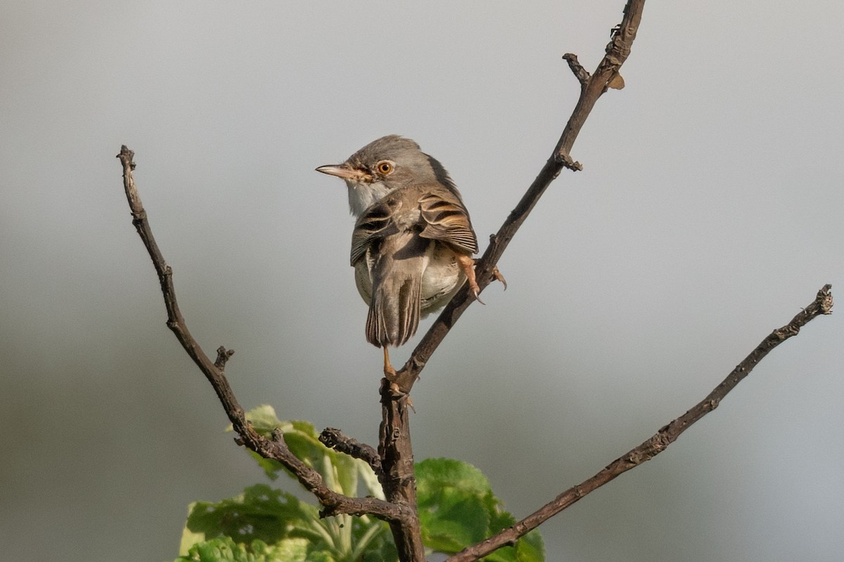 Greater Whitethroat - ML620651041