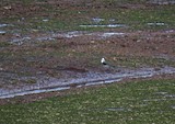 Gull-billed Tern - ML620651045