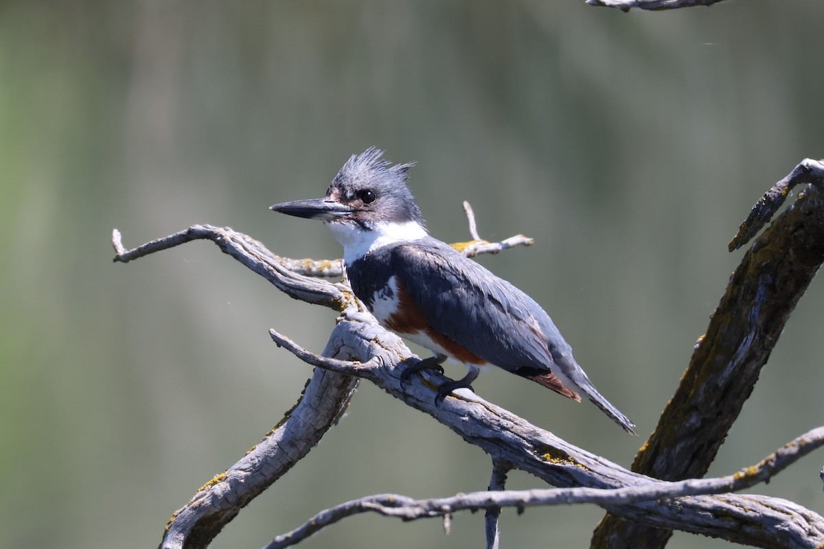 Belted Kingfisher - ML620651070