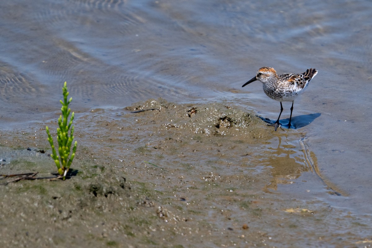 Western Sandpiper - Brent Reed