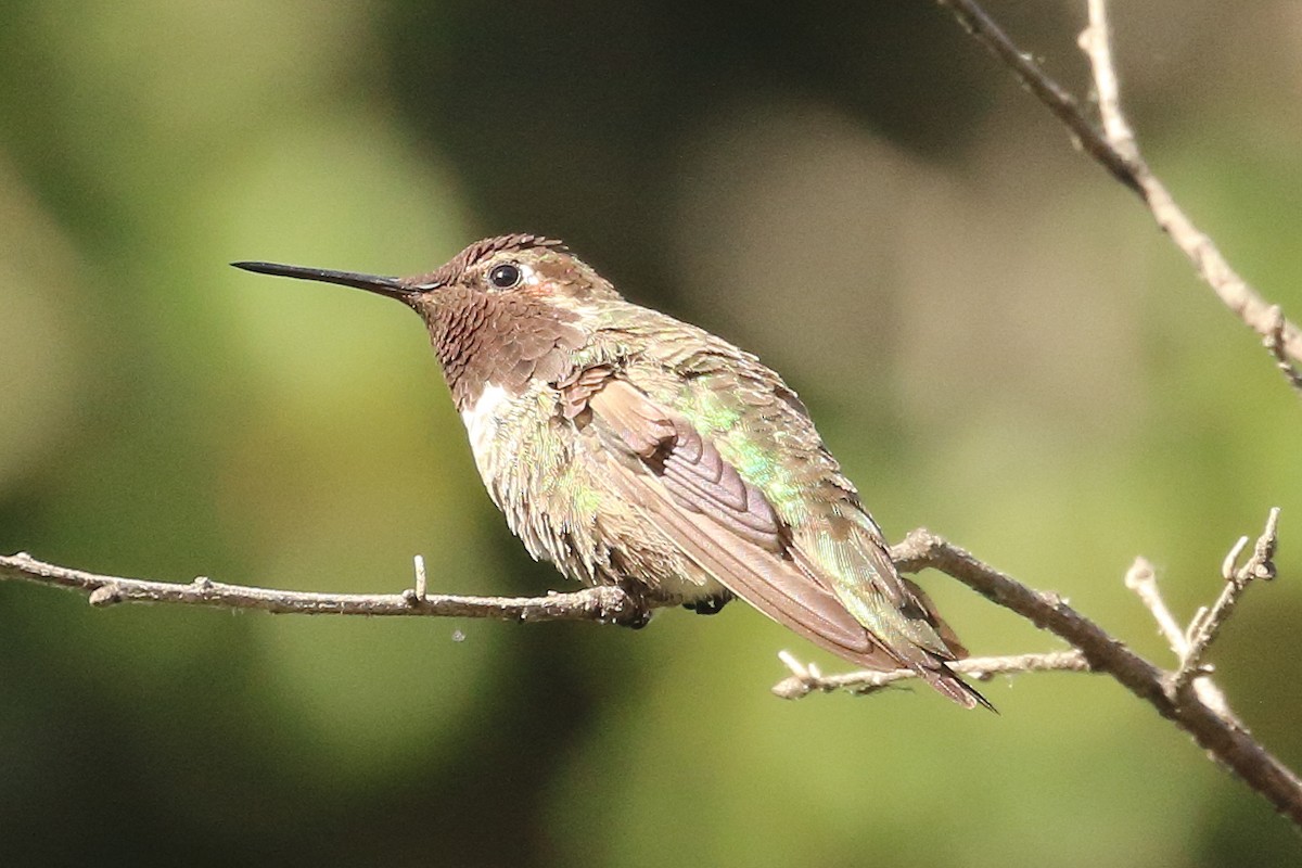 Anna's Hummingbird - ML620651079